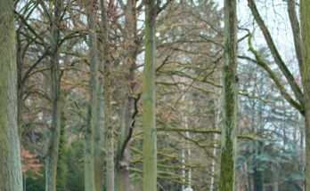 Elderly person walks down a park path in autumn